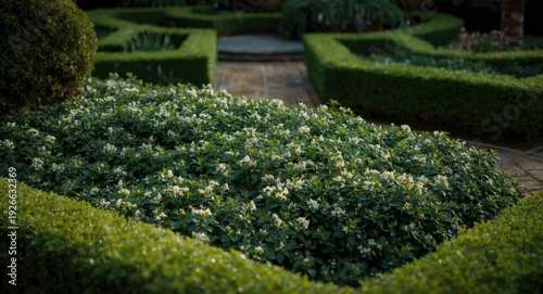 vigorous pachysandra termin...