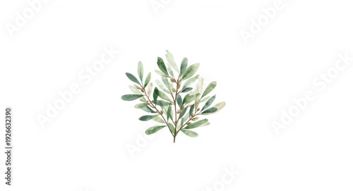 Detailed olive foliage wate...