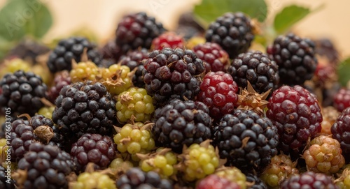 Organic farm fresh blackber...