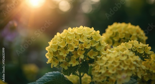 Yellow hydrangea flowers ba...