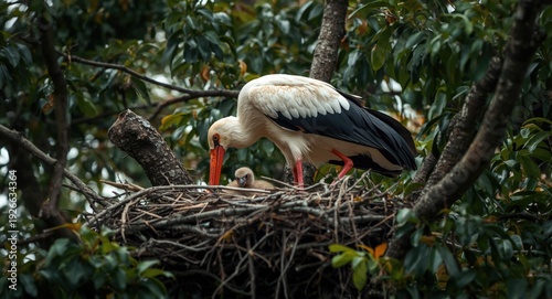 Nurturing mother stork shel...
