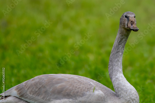 Close-up side view of a curious Trumpeter Swan (Cygnus buccinator) standing on a lawn, British Columbia, Canada