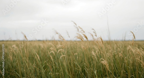 Calm and peaceful tall gras...