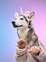 A Siberian Husky in a unicorn outfit shows lively gestures, captured against a colorful gradient backdrop. The animated pose and vibrant hues create a dynamic and cheerful composition.