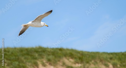 Vibrant seagull circling ab...