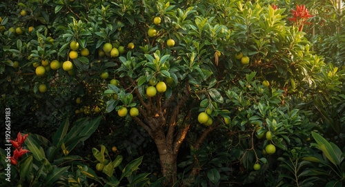 Fresh calamansi lime tree l...