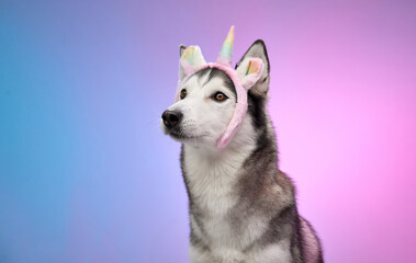 A Siberian Husky posed against a colorful gradient background with playful unicorn-themed headgear. The image combines vibrant hues with the dog's poised demeanor for a striking effect.