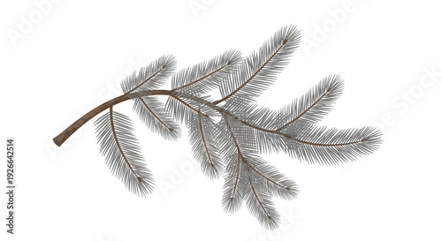 A delicate fir branch with frosty needles isolated on a crisp white background viewed from a straightforward angle