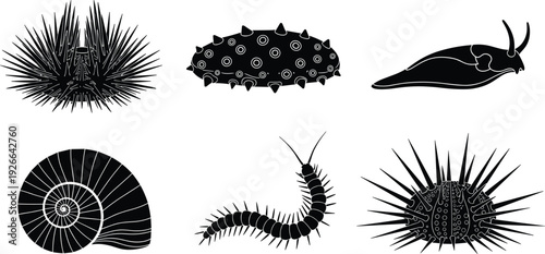 Black sea creature silhouette icon set featuring sea urchin shell sea slug centipede and aquatic invertebrate animals for nature design elements