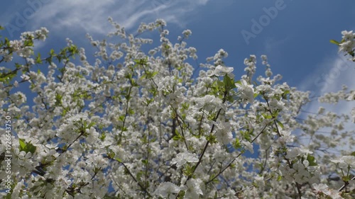 White flowers during spring cherry blossom period. Dense flowering in the garden against a blue sky. The foreground is clear on the background of the tree branches and pollinating insects.