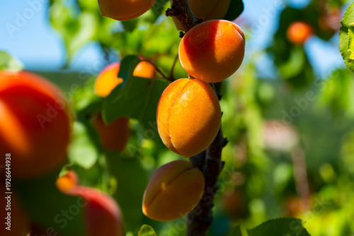Ripe Apricots Hanging on Apricot Tree Branch in Orchard