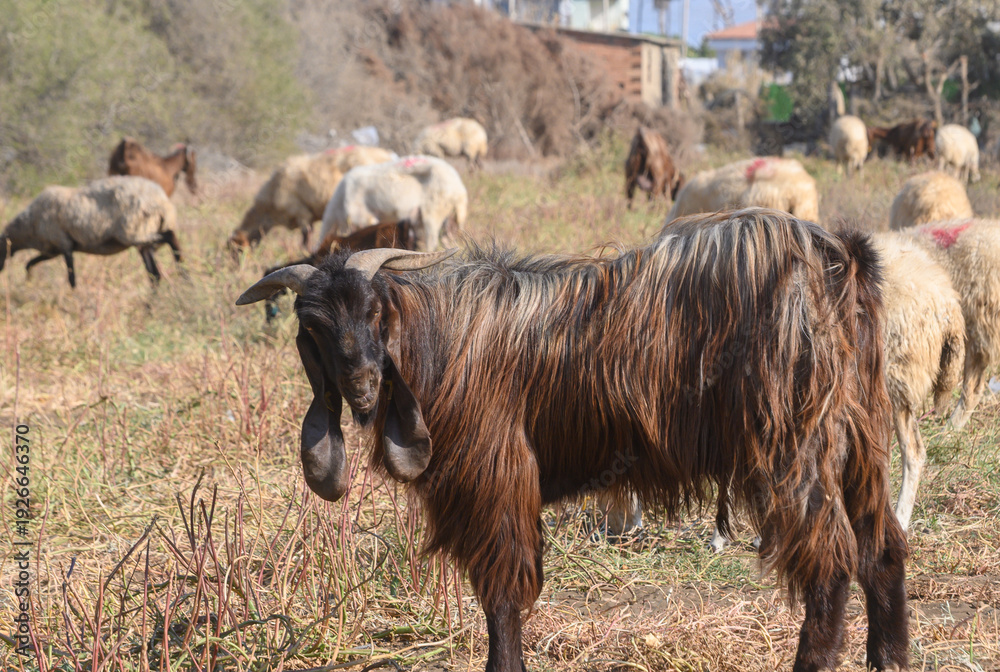 Fototapeta premium Portrait of a Black Cypriot Long-Horned Goat