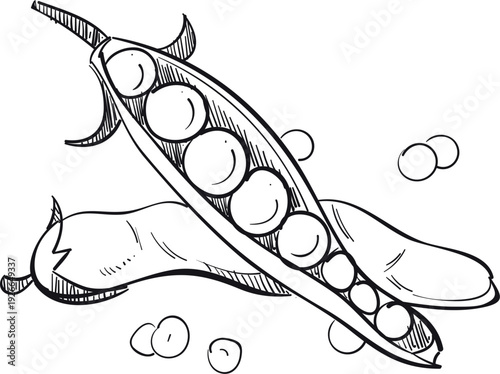 Bean pod hand drawn icon. Fresh vegetable