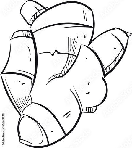 Ginger root doodle. Spicy cooking natural ingredient