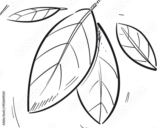 Basil leaves. Aroma herb hand drawn icon