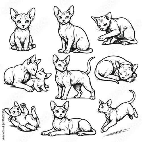 Sphynx Cat and Kitten Vector Illustration Set Featuring Hairless Feline Poses in Detailed Hand Drawn Black and White Vintage Line Art Style