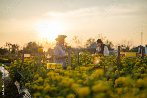 Εκτύπωση καμβά Gardeners checking marigold plants in a flower field at sunset