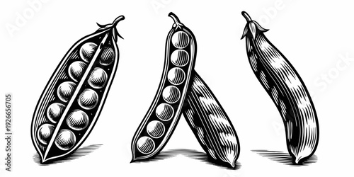 Vintage botanical illustration of three pea pods with round peas