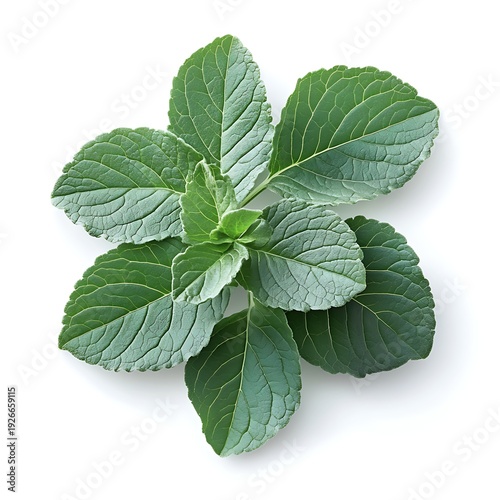 A top-down view of fresh mint plant leaves in beautiful shape. A studio shot of leaves with fresh green color