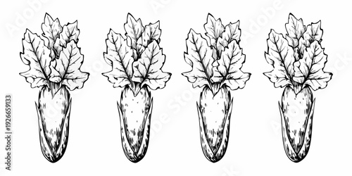 Vintage botanical illustration of four rhubarb stalks in black and white