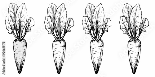 Four bunches of sketched carrots with leafy green tops displayed
