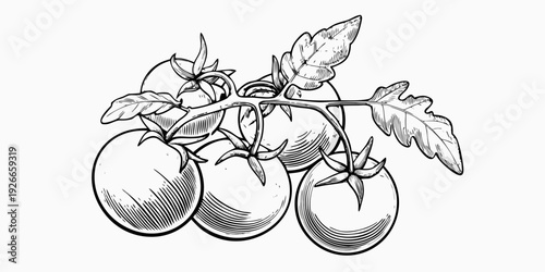 A detailed black and white illustration of ripe tomatoes on the vine