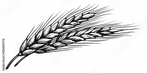 Detailed black and white illustration of a single wheat stalk