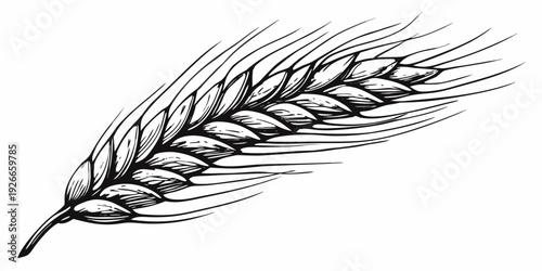 Detailed illustration of a single wheat stalk with prominent grain heads
