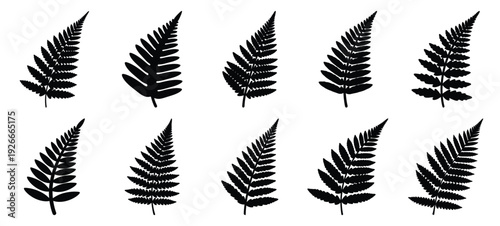 silhouette nature fern frond drawing icons and set of graphics nature elements
