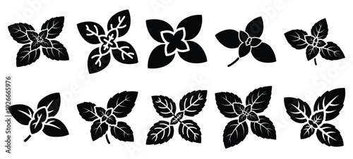 silhouette nature herb basil drawing icons and set of graphics nature elements