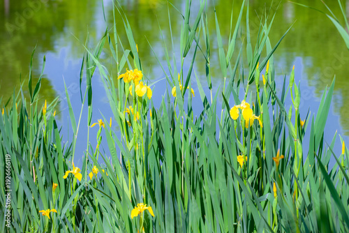 Golden Iris by the River: Spring Waterside Scene in the City Park