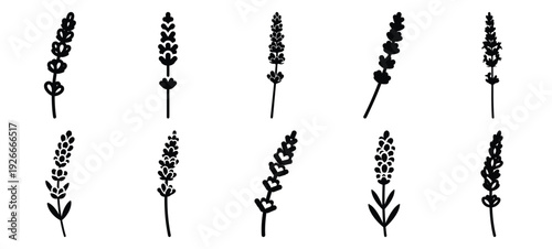 silhouette nature lavender stem drawing icons and set of graphics nature elements