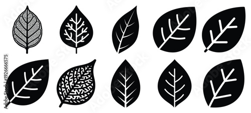 silhouette nature leaf vein drawing icons and set of graphics nature elements