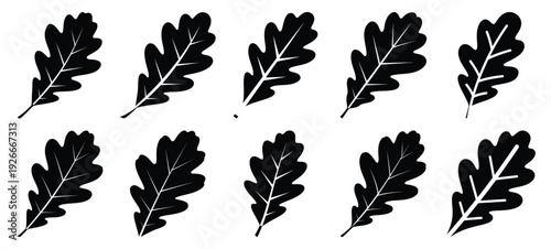 silhouette nature oak leaf drawing icons and set of graphics nature elements