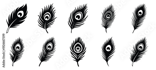 silhouette nature peacock feather drawing icons and set of graphics nature elements