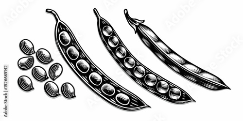 Vintage engraving of open pea pods and scattered seeds on white