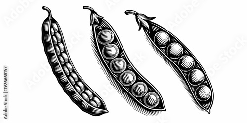 Detailed engraving of three fresh pea pods with visible seeds inside