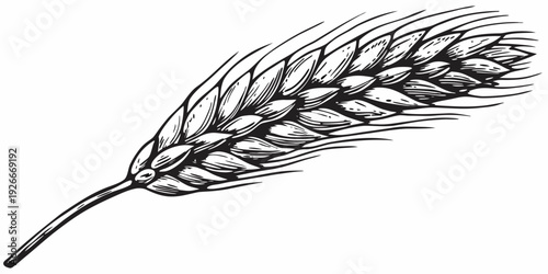 A detailed black and white illustration of a single wheat stalk