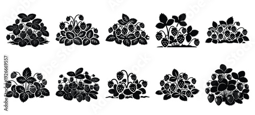 silhouette nature strawberry patch drawing icons and set of graphics nature elements