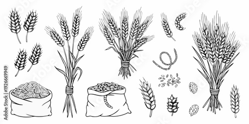 Vintage botanical illustration of wheat sheaves grains and scattered seeds