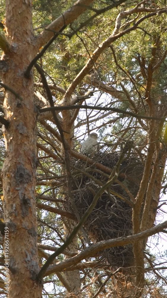 Obraz premium A goshawk in its nest. A goshawk sits in a large nest in the top of a pine tree.