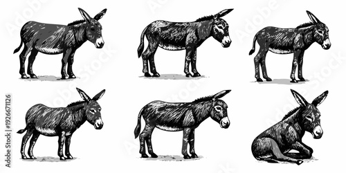 Vintage illustration of six donkeys in various poses and perspectives