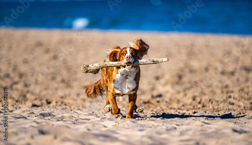Foto Healthy Cocker Spaniel running fast toward the camera across sandy beach with a stick in its mouth, capturing action, joy and energetic outdoor play by the ocean