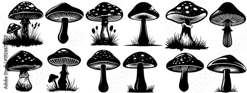 grzyby plik wektorowy mushroom