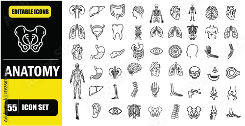 Outline Icons of Human Body Anatomy, Linear Icon Collection, Editable Stroke, Vector Illustration, Skeleton, Muscles, Organs, Brain, Heart, Lungs, Hands, Feet, Head, Torso, Medical Icons, Anatomy Vect