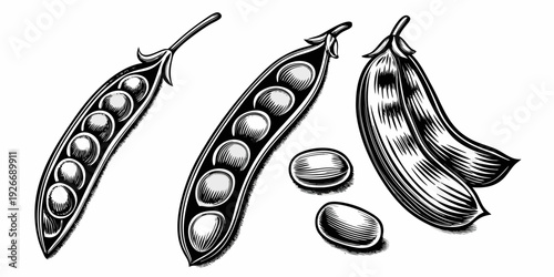 Detailed engraving of pea pods showing peas within and loose seeds