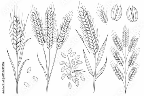 Detailed botanical illustration of wheat stalks grains and individual seeds