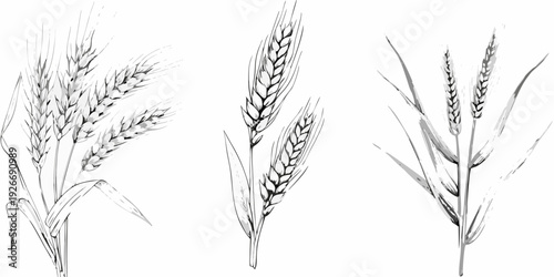 Detailed black and white illustration of various wheat stalks and leaves