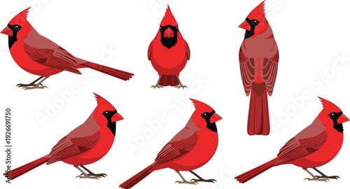Red cardinal bird vector set with detailed feathers in different poses for wildlife nature illustration and ornithology design.