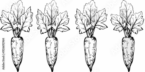Four sketched radish vegetables with detailed leaves and root structures